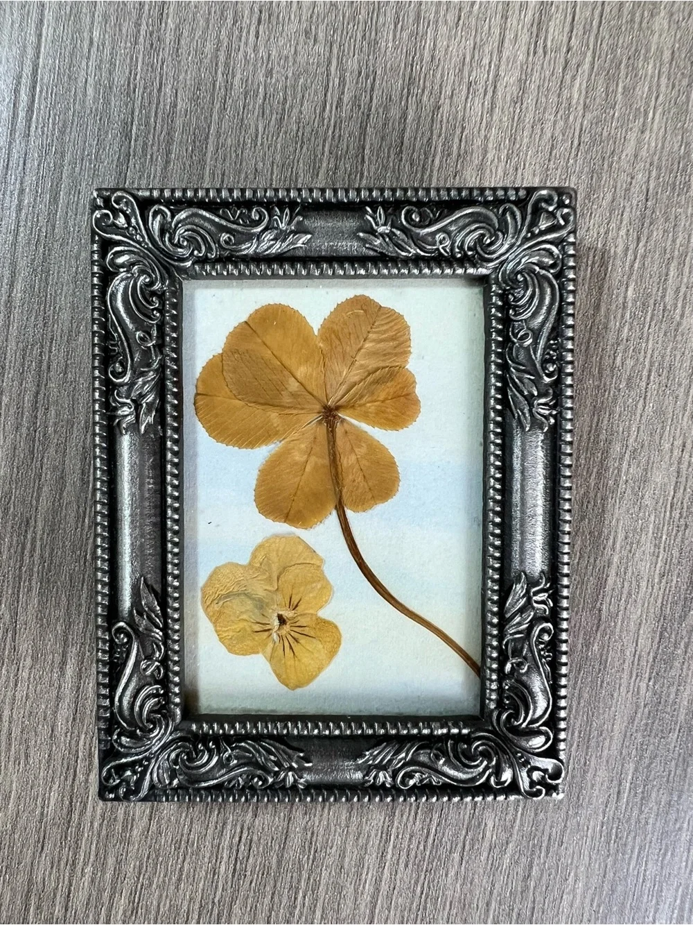 small ornate silver-finish picture frame displaying a real pressed 4 leaf clover